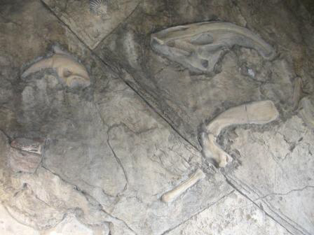 Fossils Under Bridge